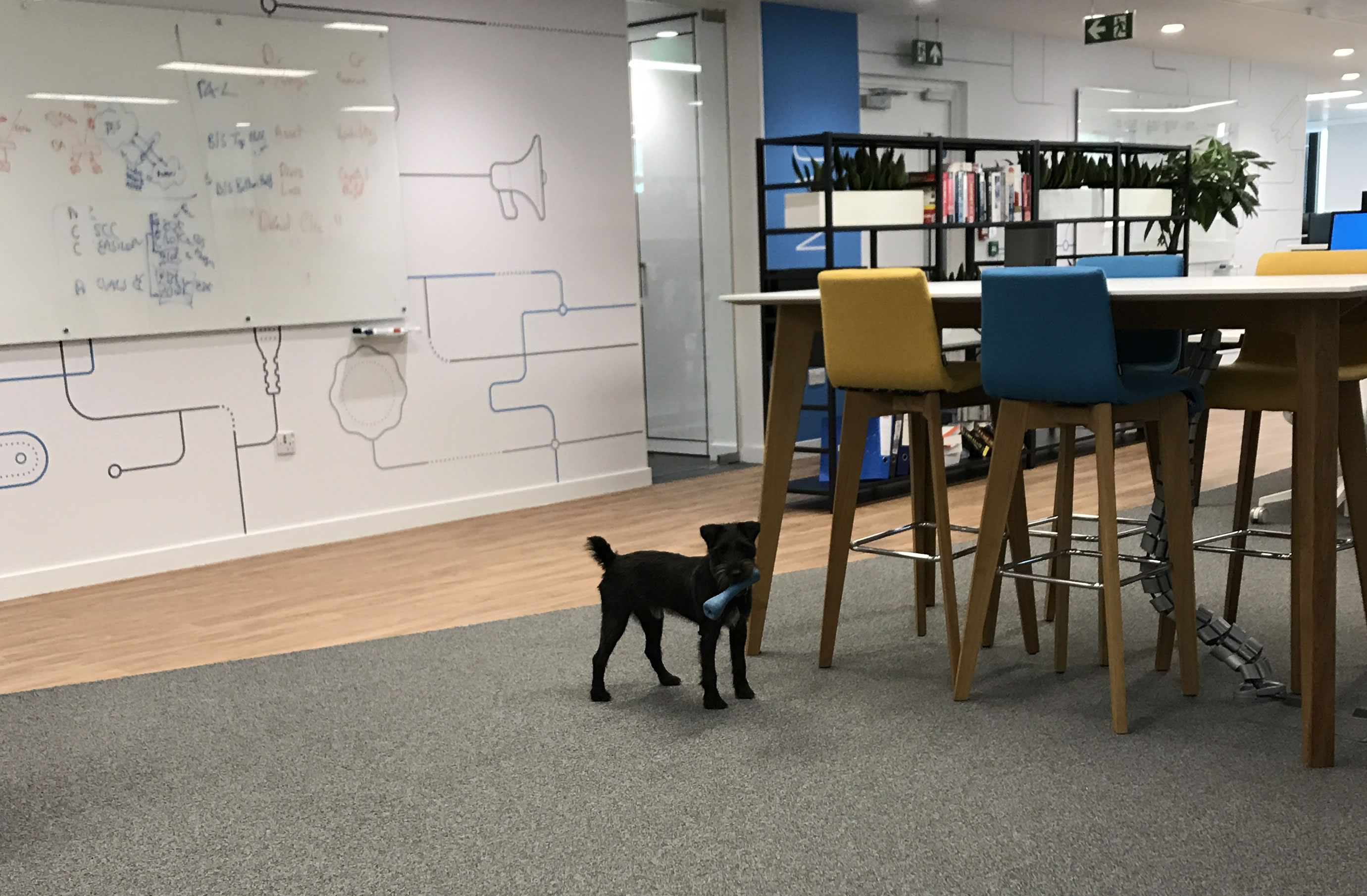 Dogs in the Office